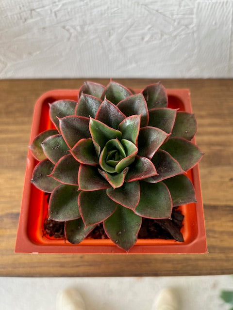 Echeveria Salsa Verde
