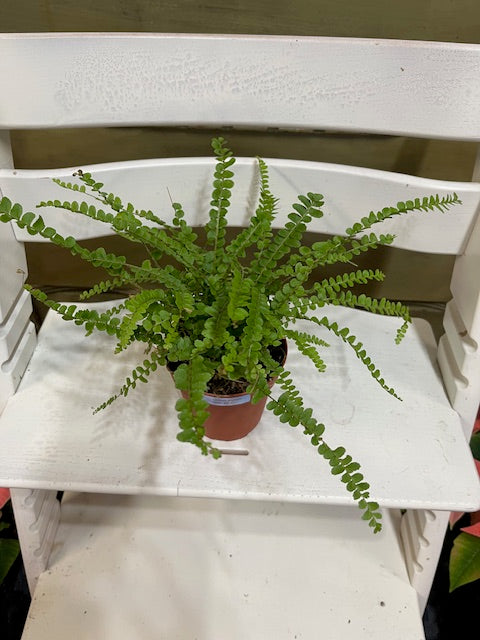 Lemon Button Fern