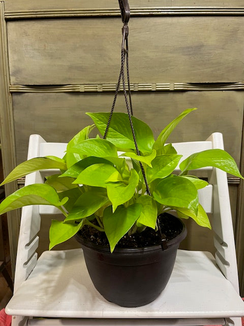 Neon Pothos Ivy Hanging Basket