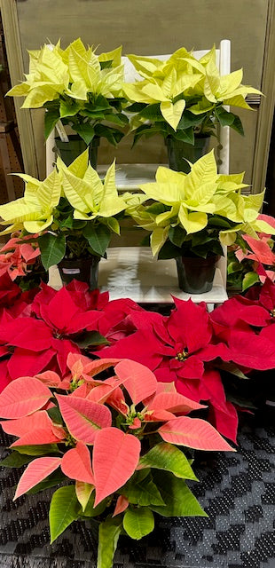 Poinsettia