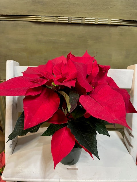 Poinsettia
