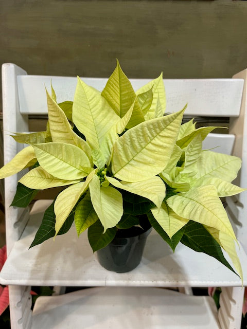 Poinsettia