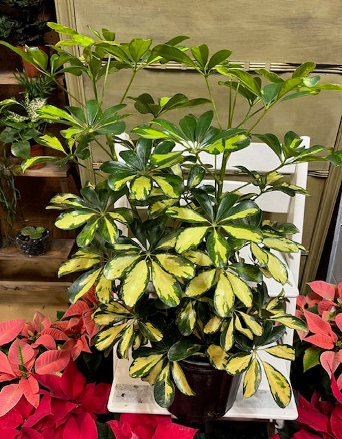 Schefflera Arboricola