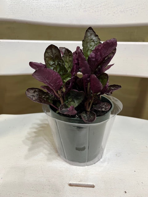 purple waffle house plant Waffle Plant – Ms. Jo's Plants & Gifts, LLC