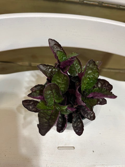 Waffle Plant