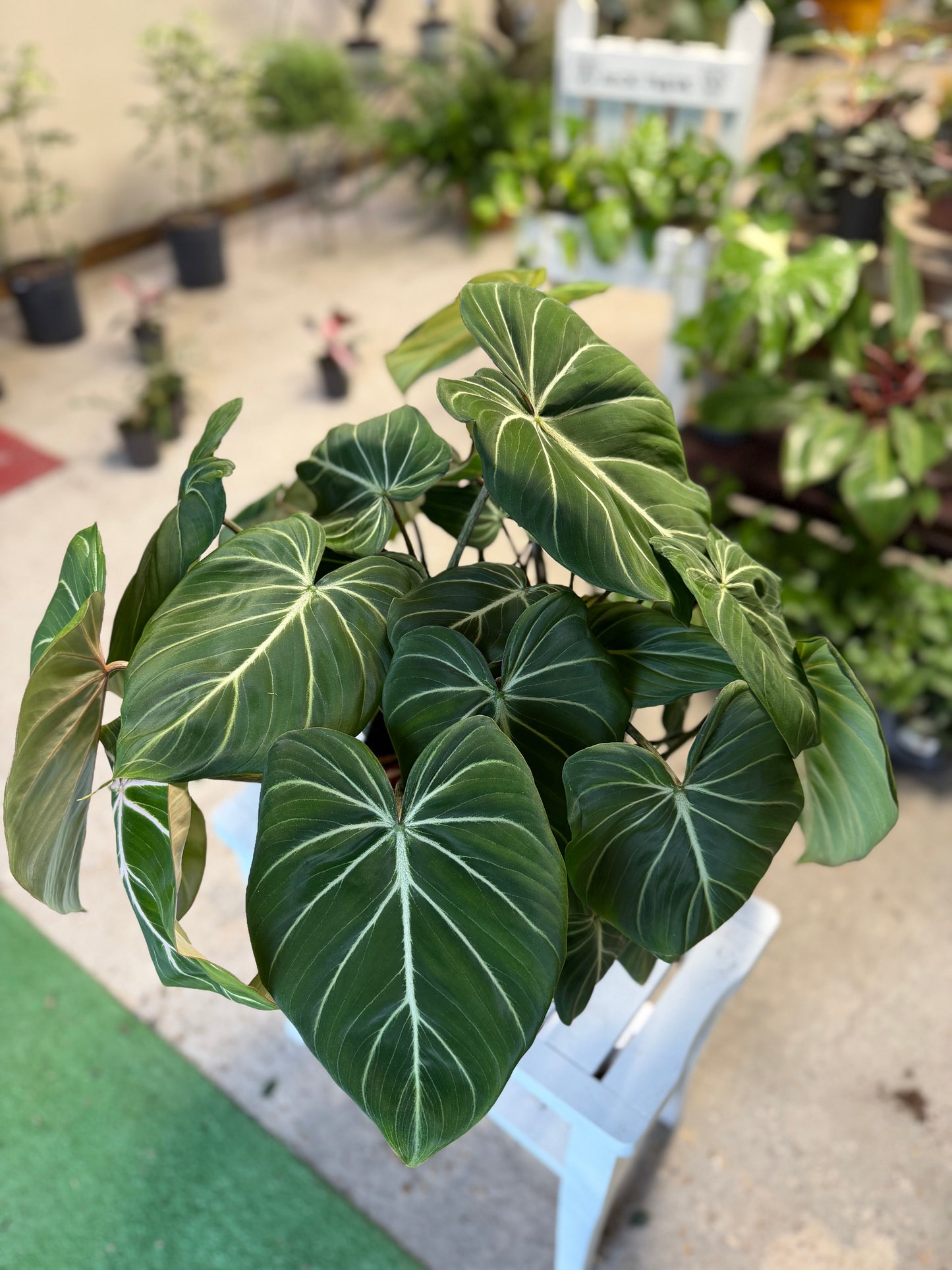 Philodendron- Gloriousum