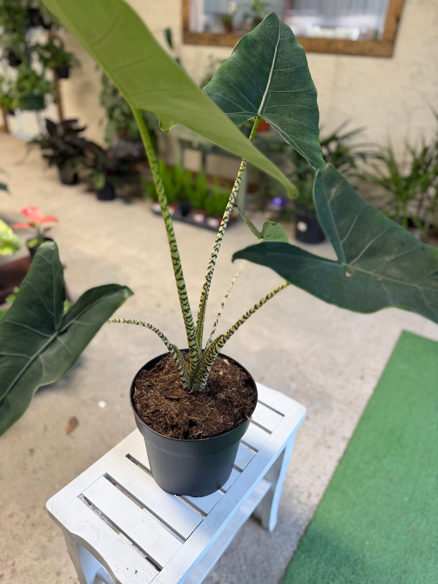 Alocasia- Zebrina