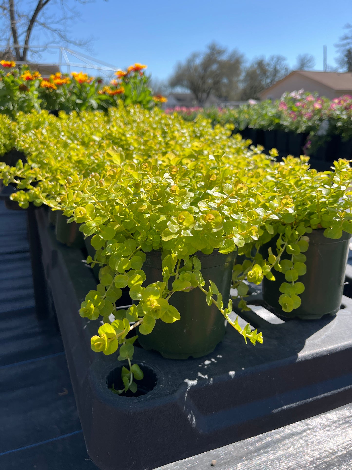 Creeping Jenny