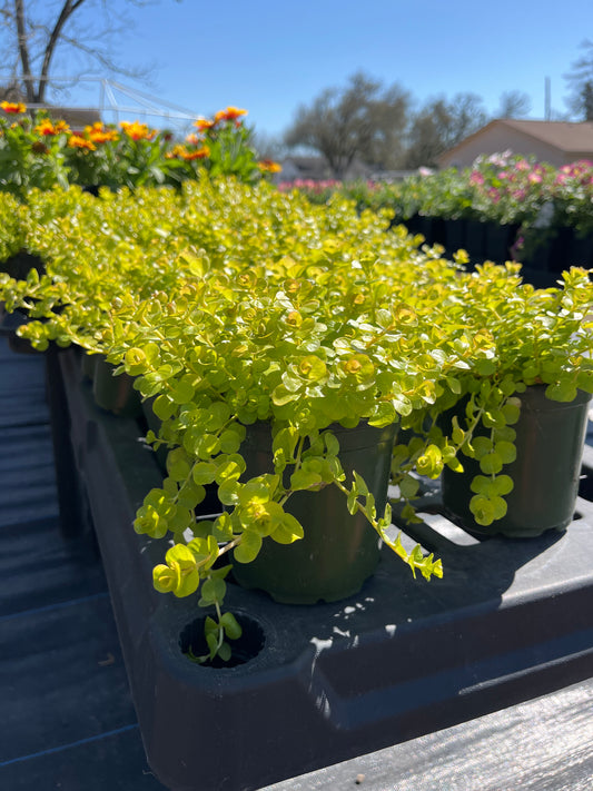 Creeping Jenny