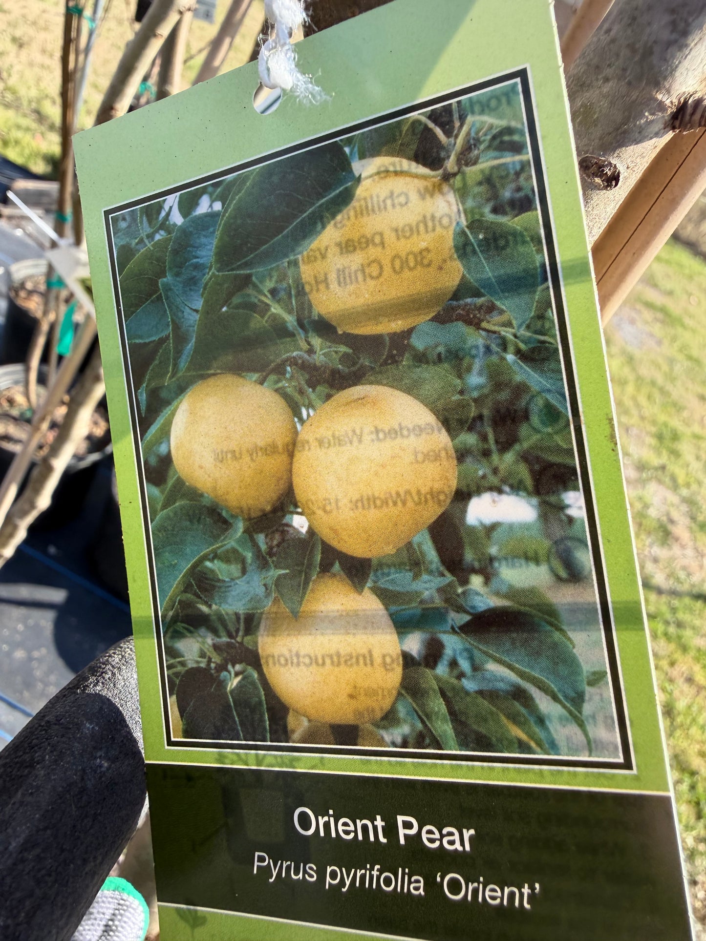 Pear Tree- Orient