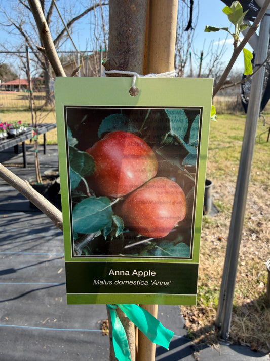 Apple Tree- Anna