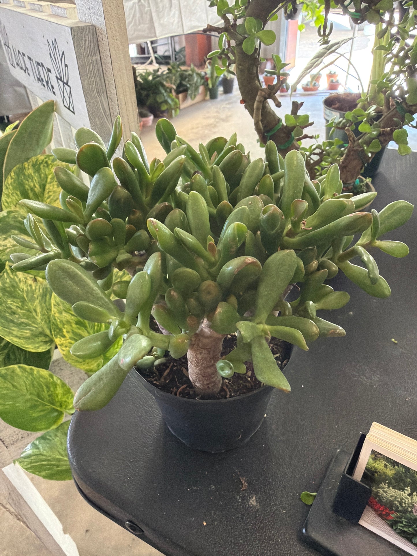 Jade