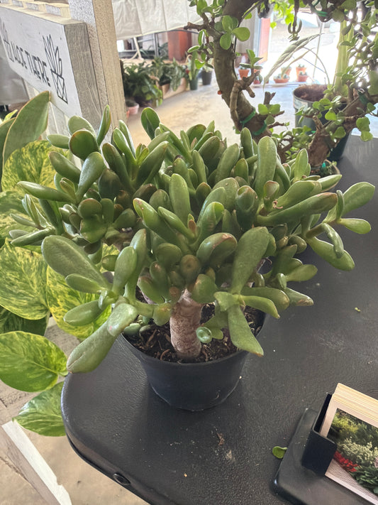 Jade