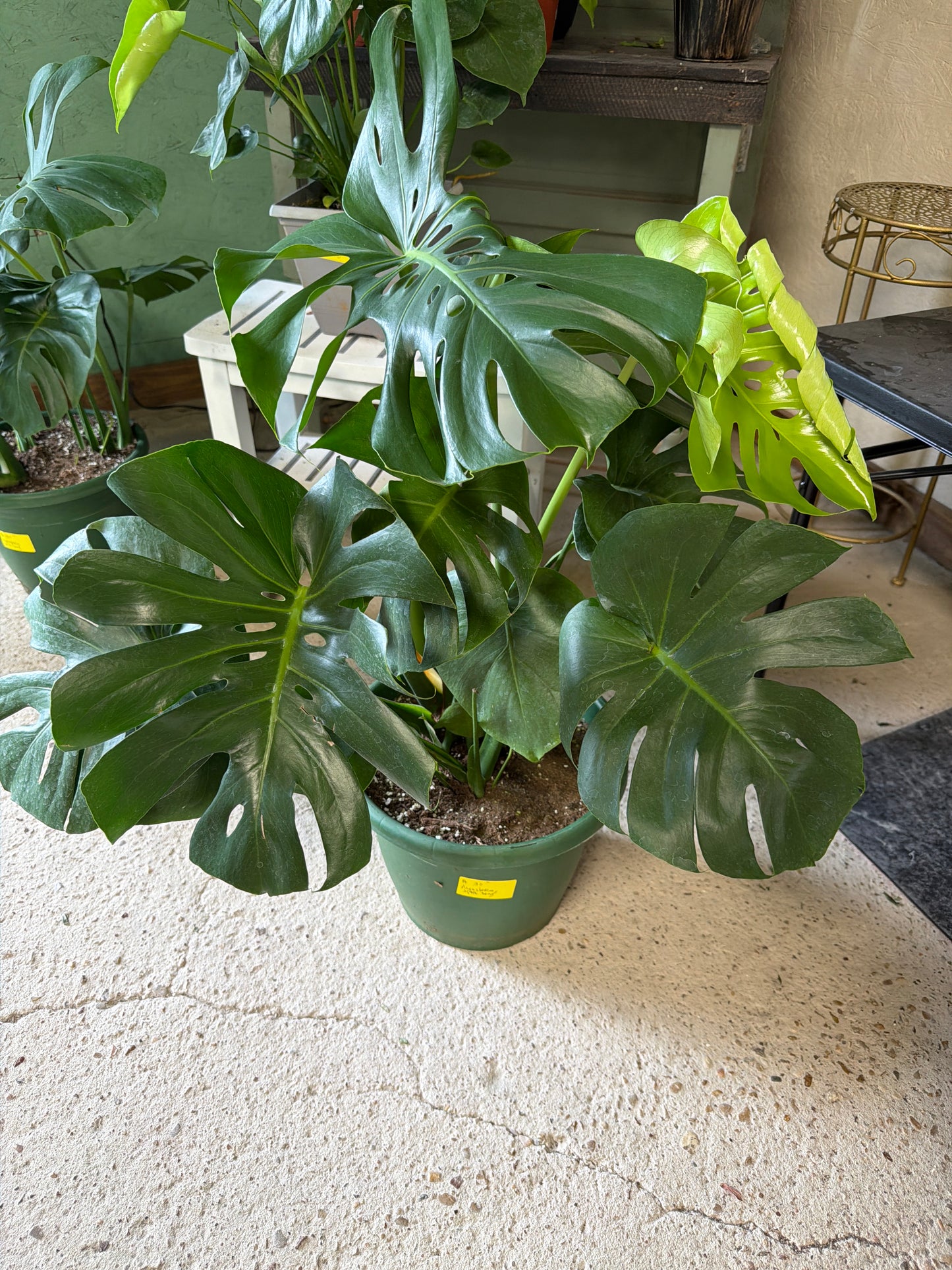 Monstera- Split Leaf