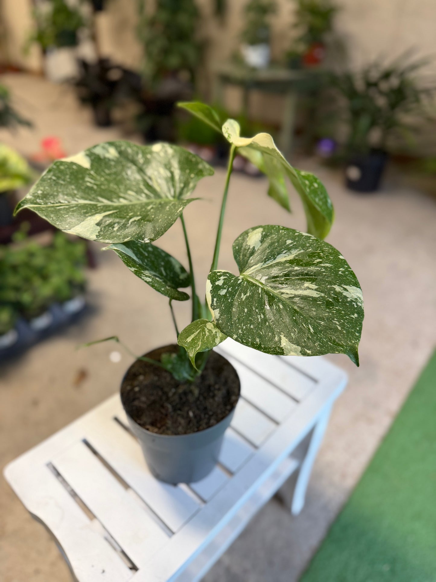 Monstera- Constellation