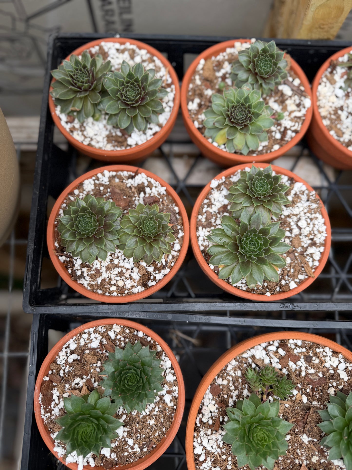 Sempervivum- Hen & Chicks