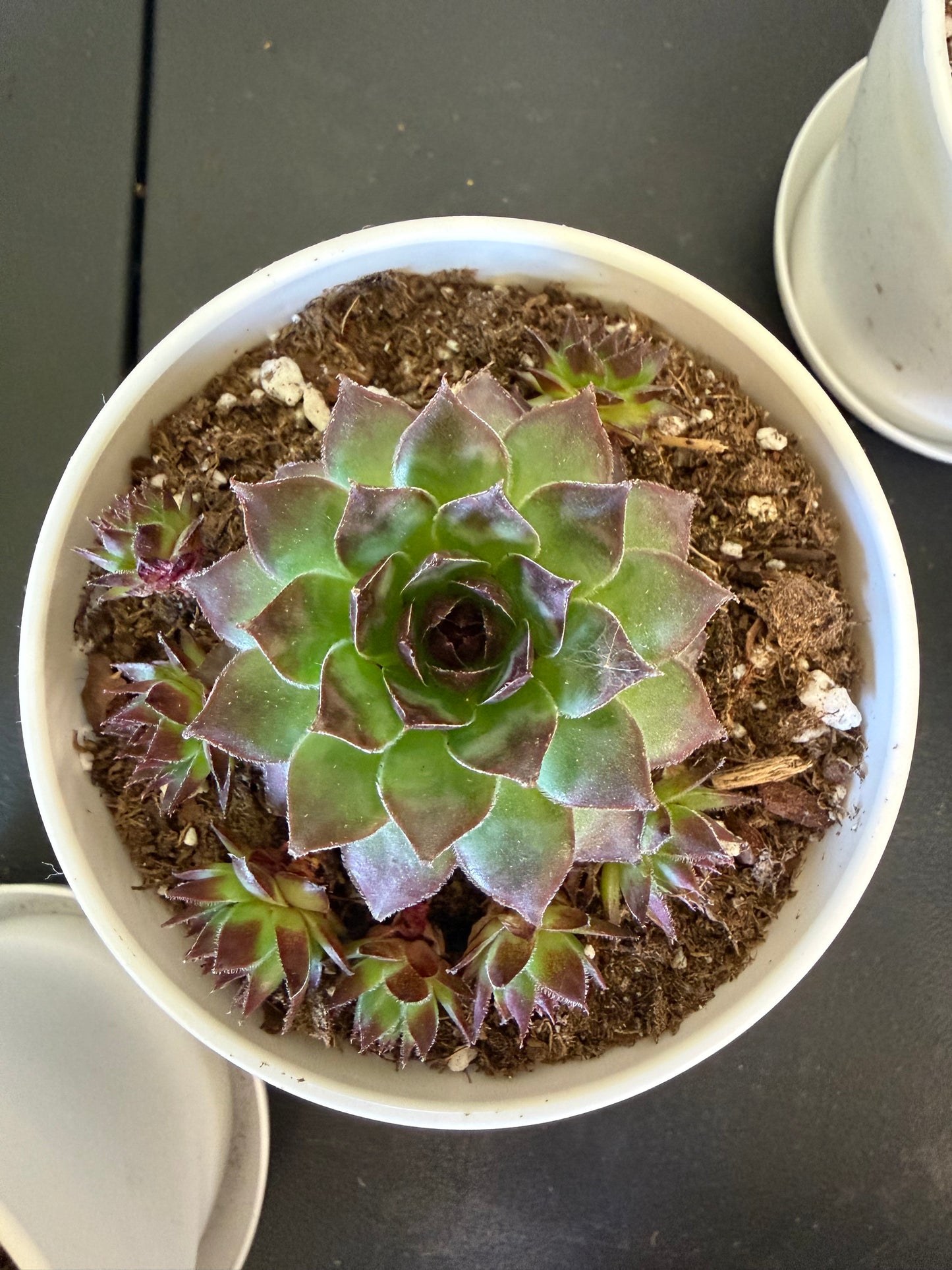 Sempervivum- Hen & Chicks