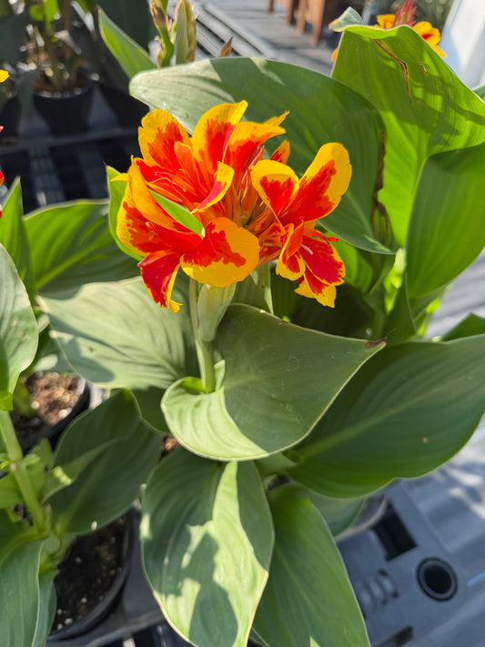 Canna lily