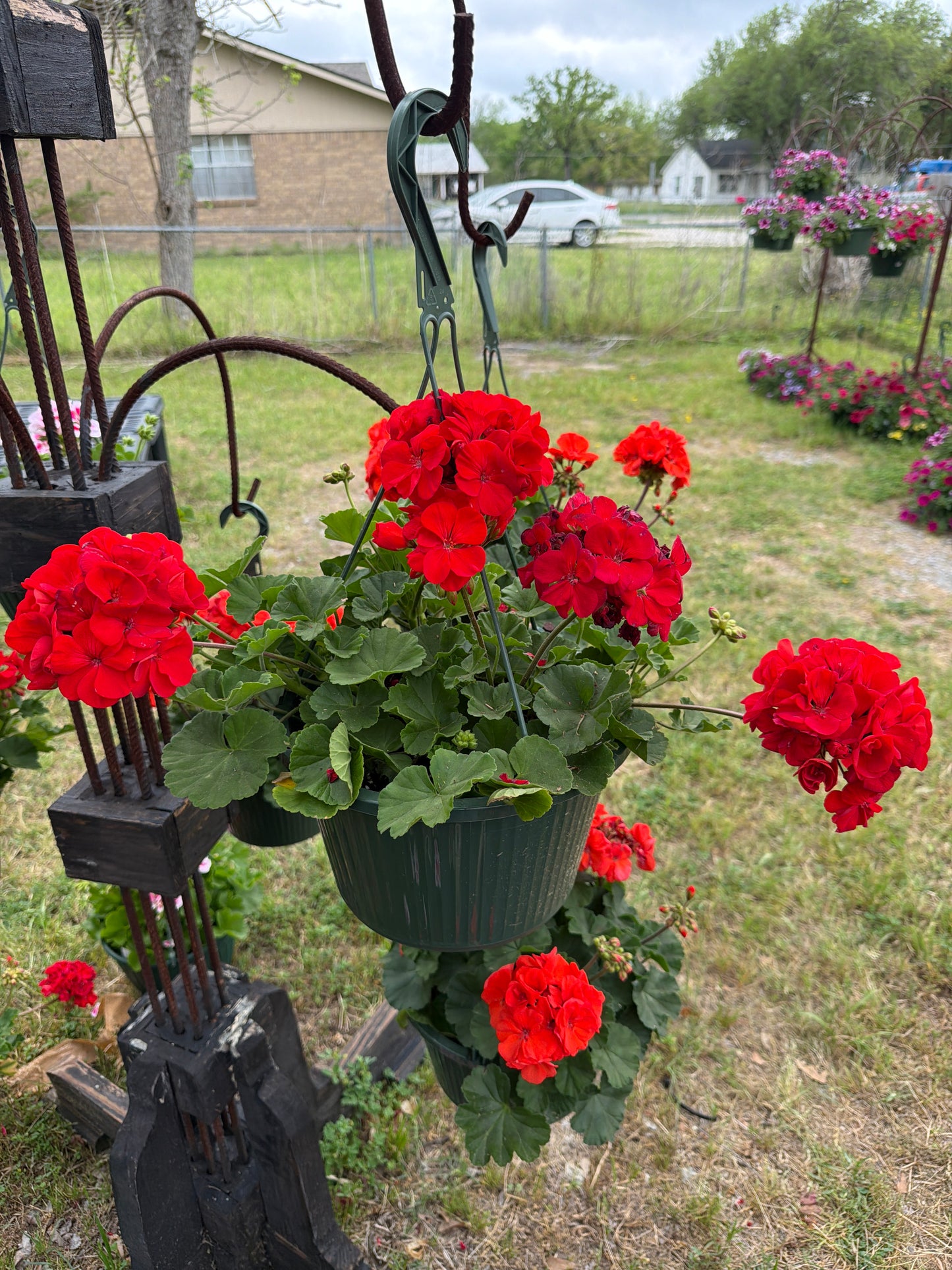 Geranium