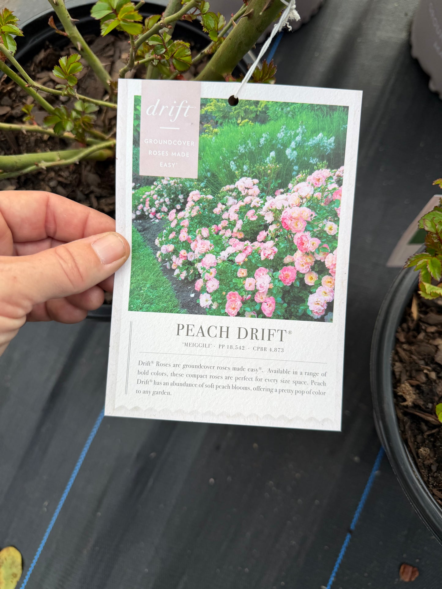 Drift Rose