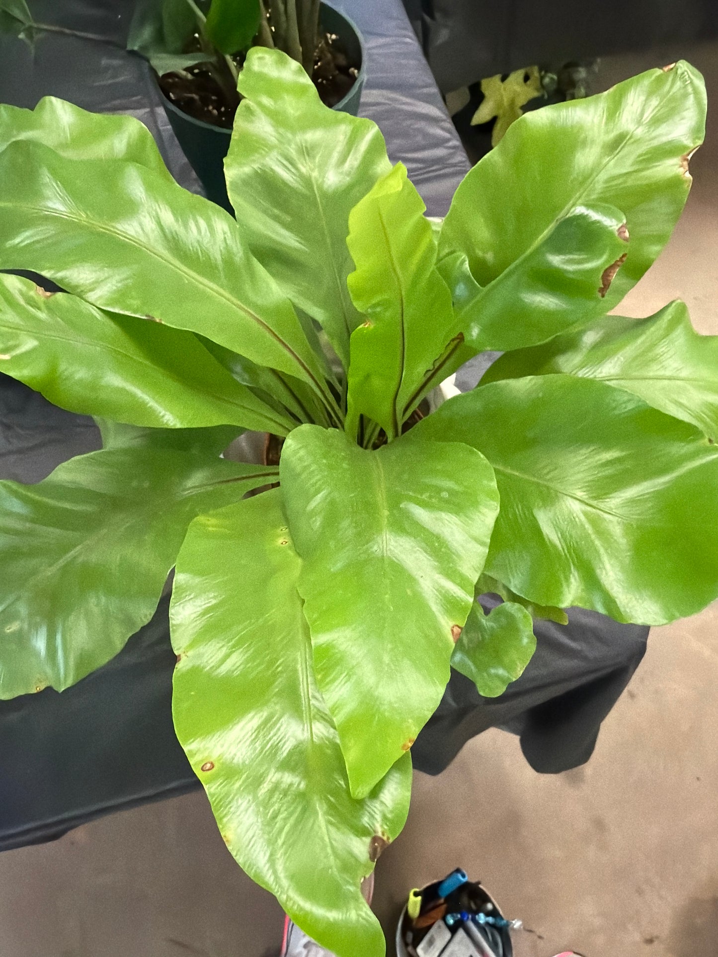 Bird’s Nest Fern