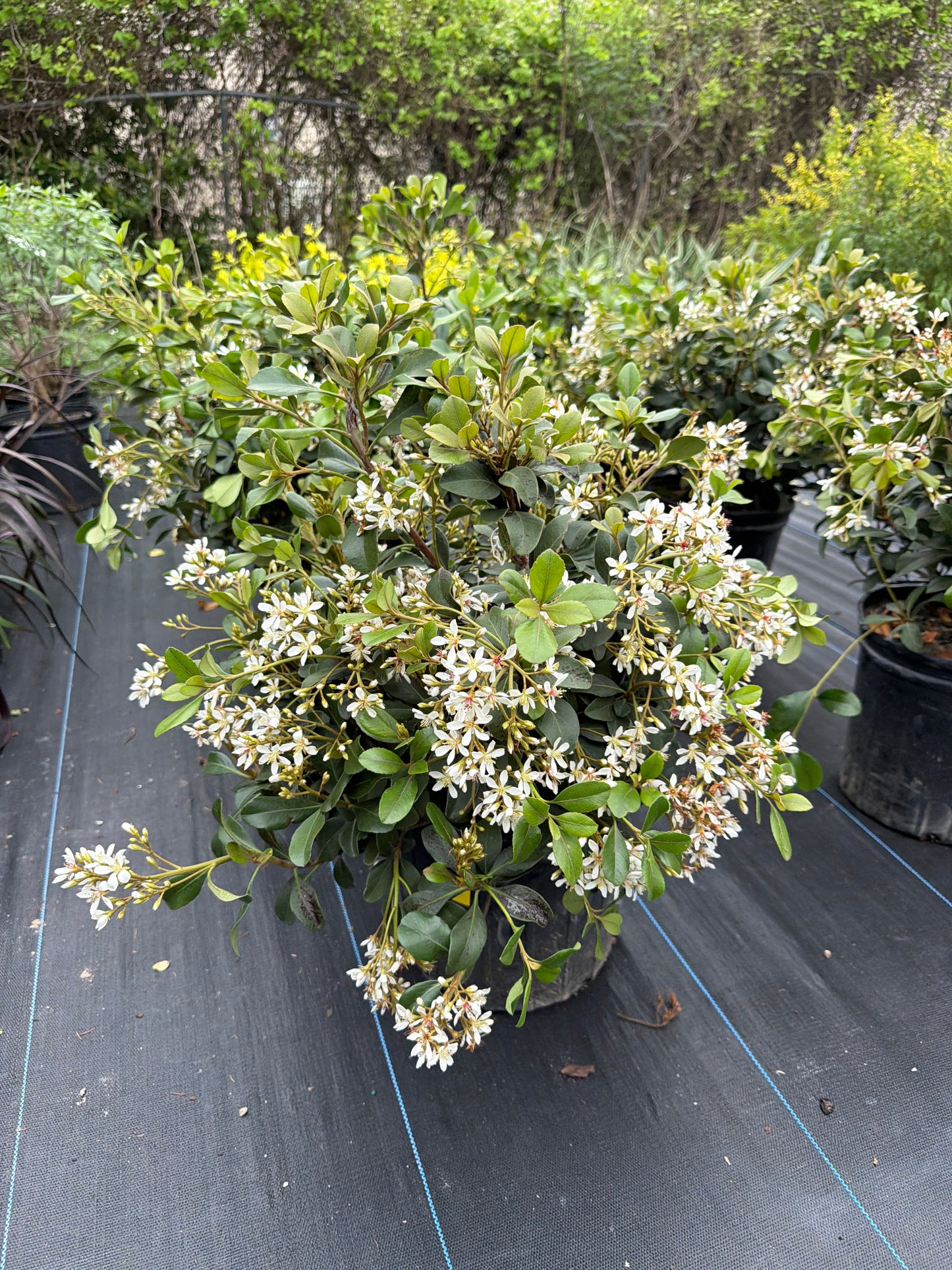 Hawthorn