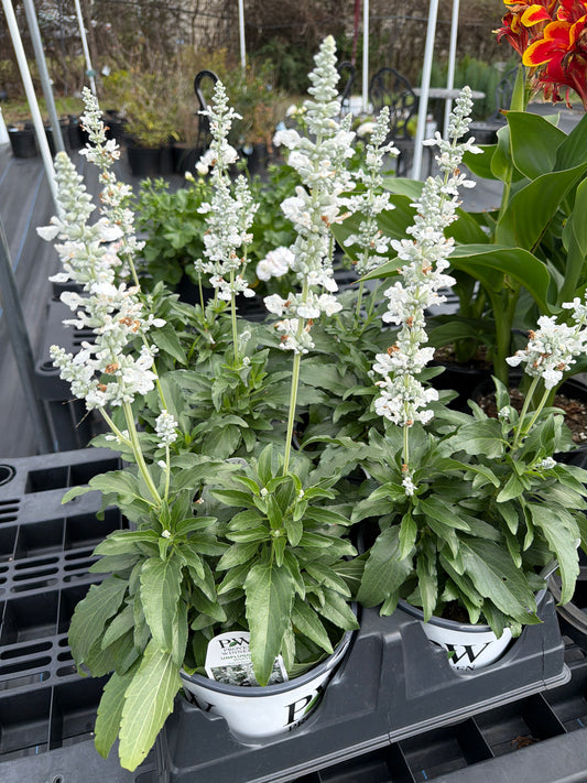 Salvia- Proven Winner