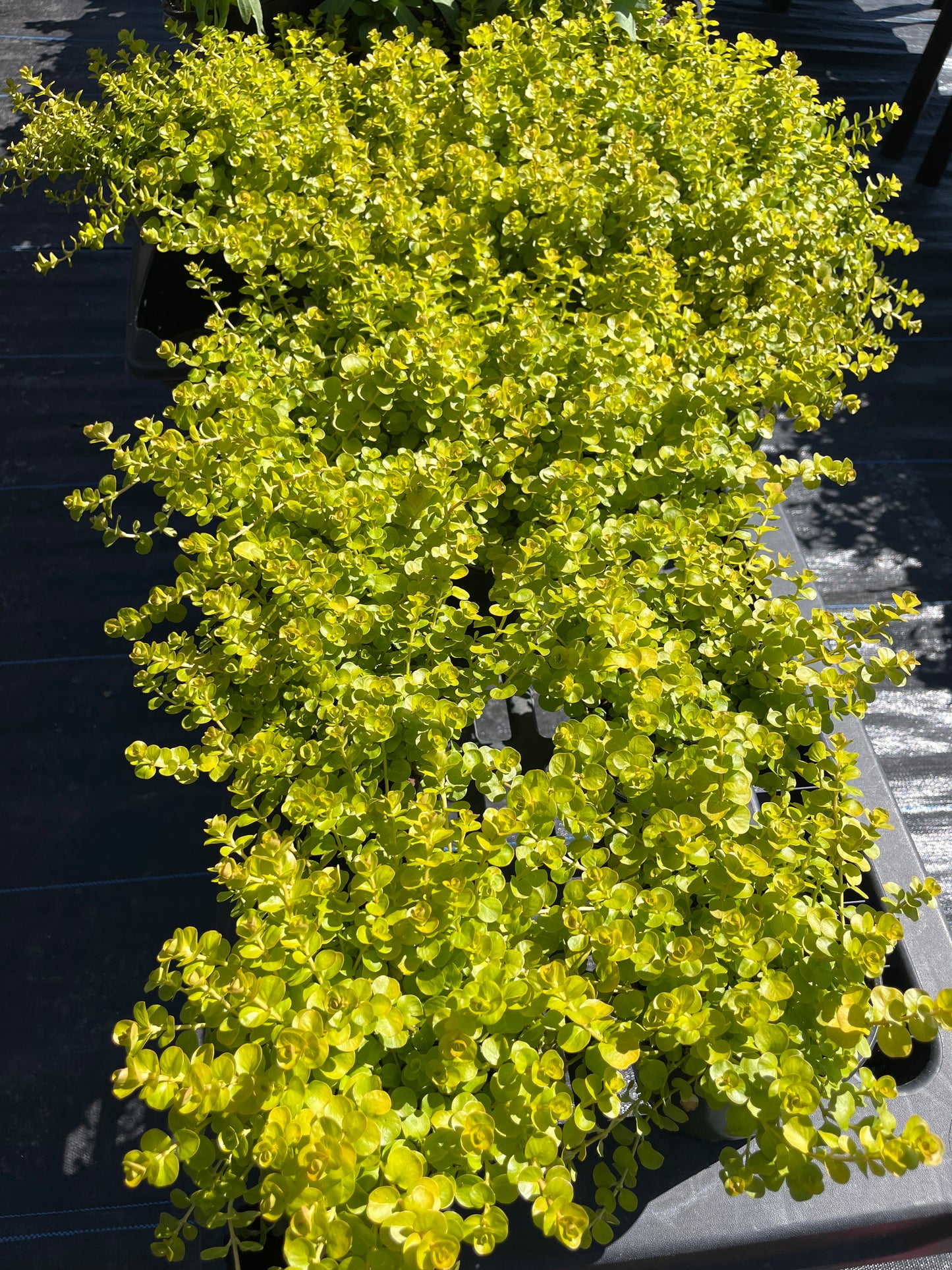 Creeping Jenny