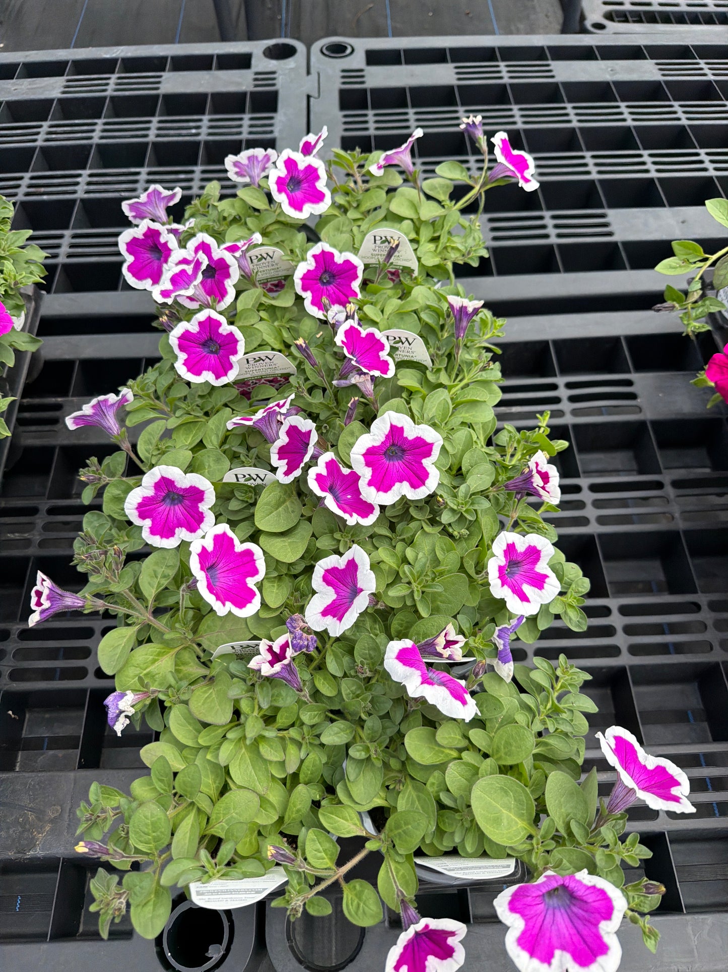 Supertunia- PW