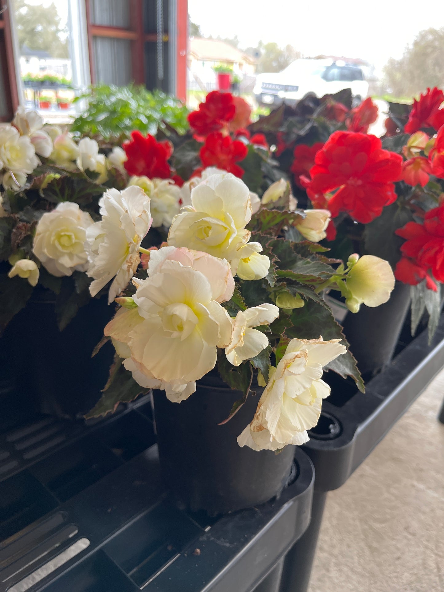 Begonia I’Conia