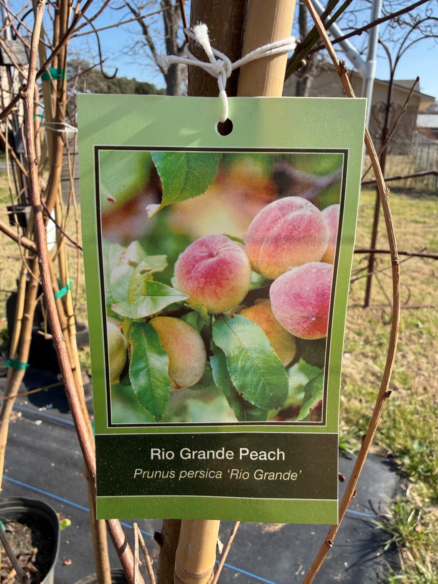 Rio Grande Peach Tree