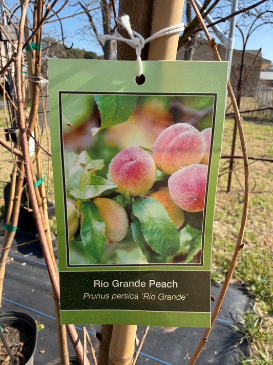 Rio Grande Peach Tree