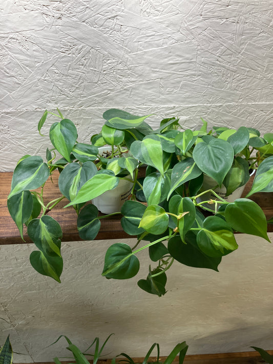 Philodendron - Brasil