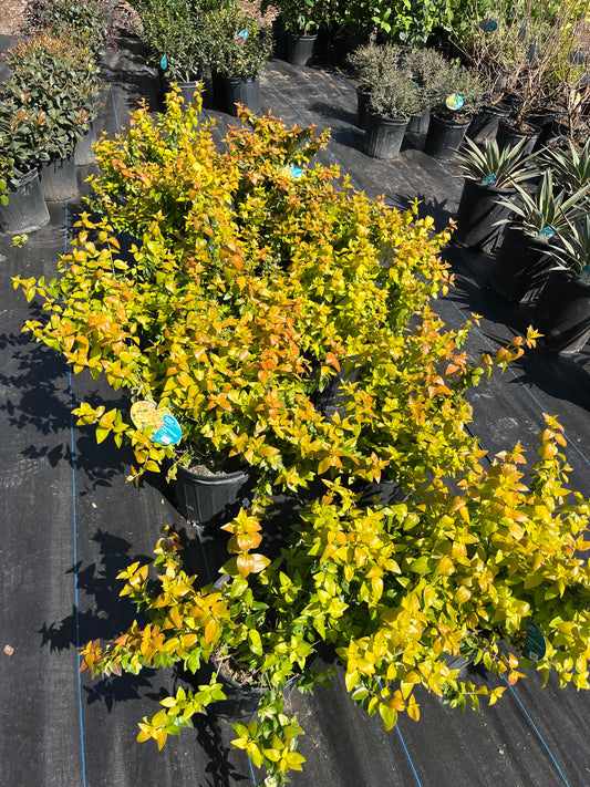 Abelia Peach Perfection