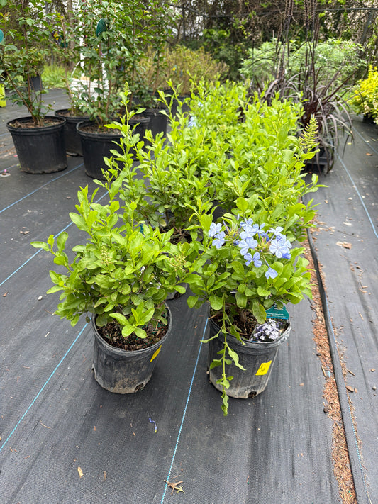 Plumbago