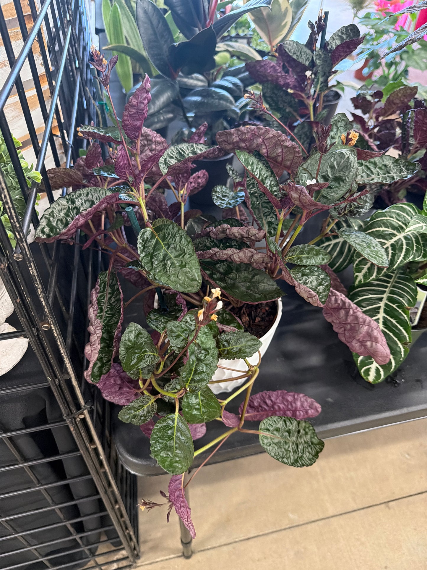 Waffle Plant