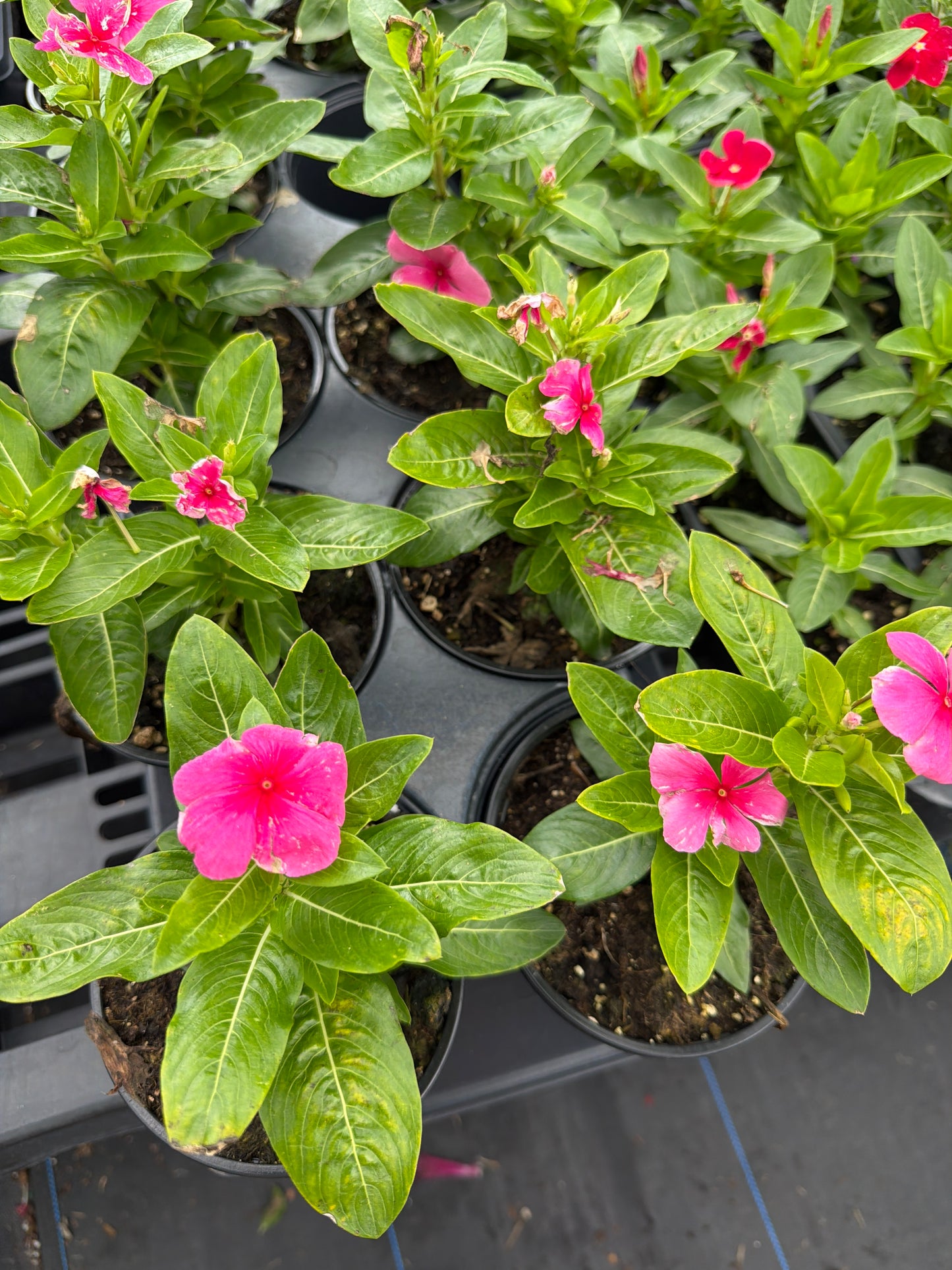 Vinca