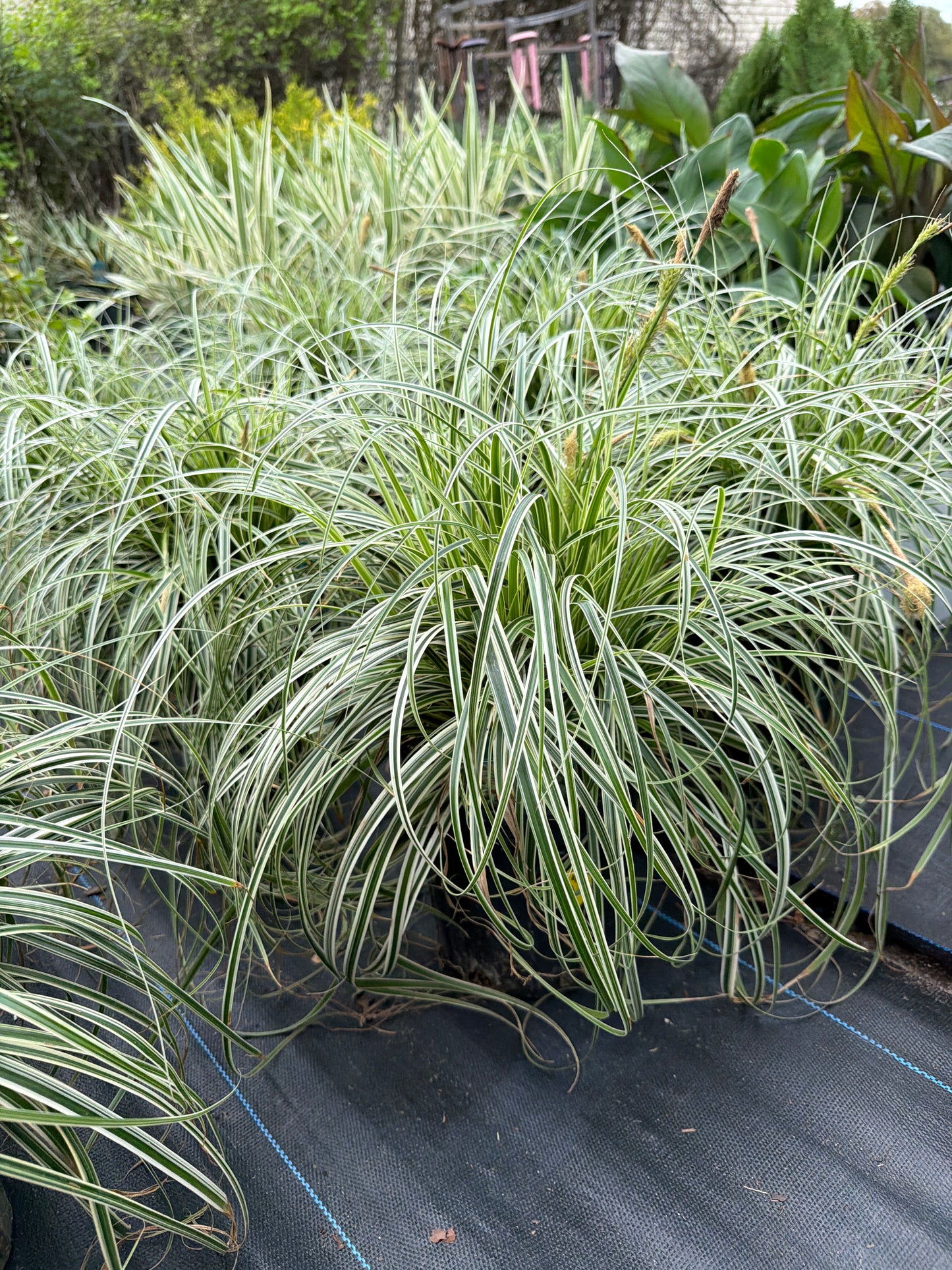 Carex- Feather Falls