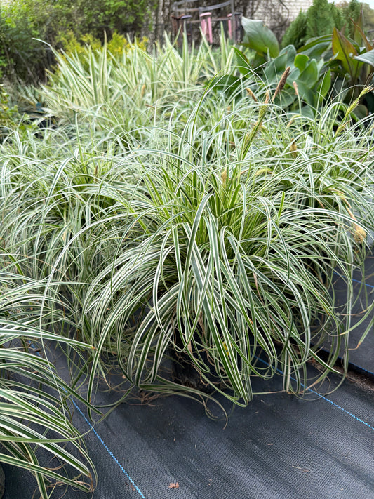 Carex- Feather Falls