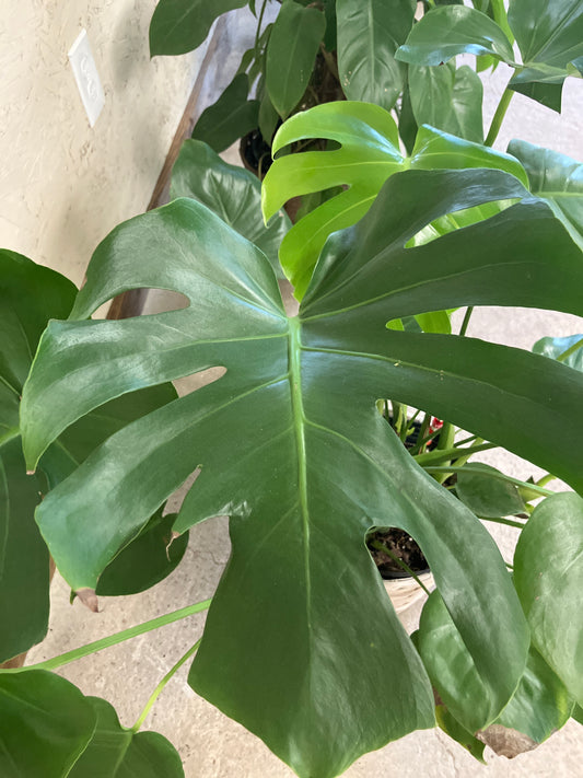 Philodendron - Split Leaf