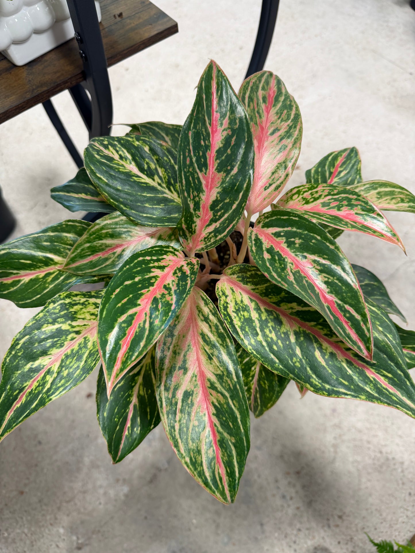 Aglaonema- Colored