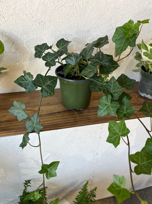 Hedera Ivy