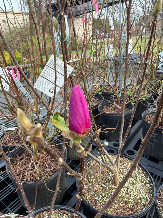 Tulip Tree- Jane Magnolia