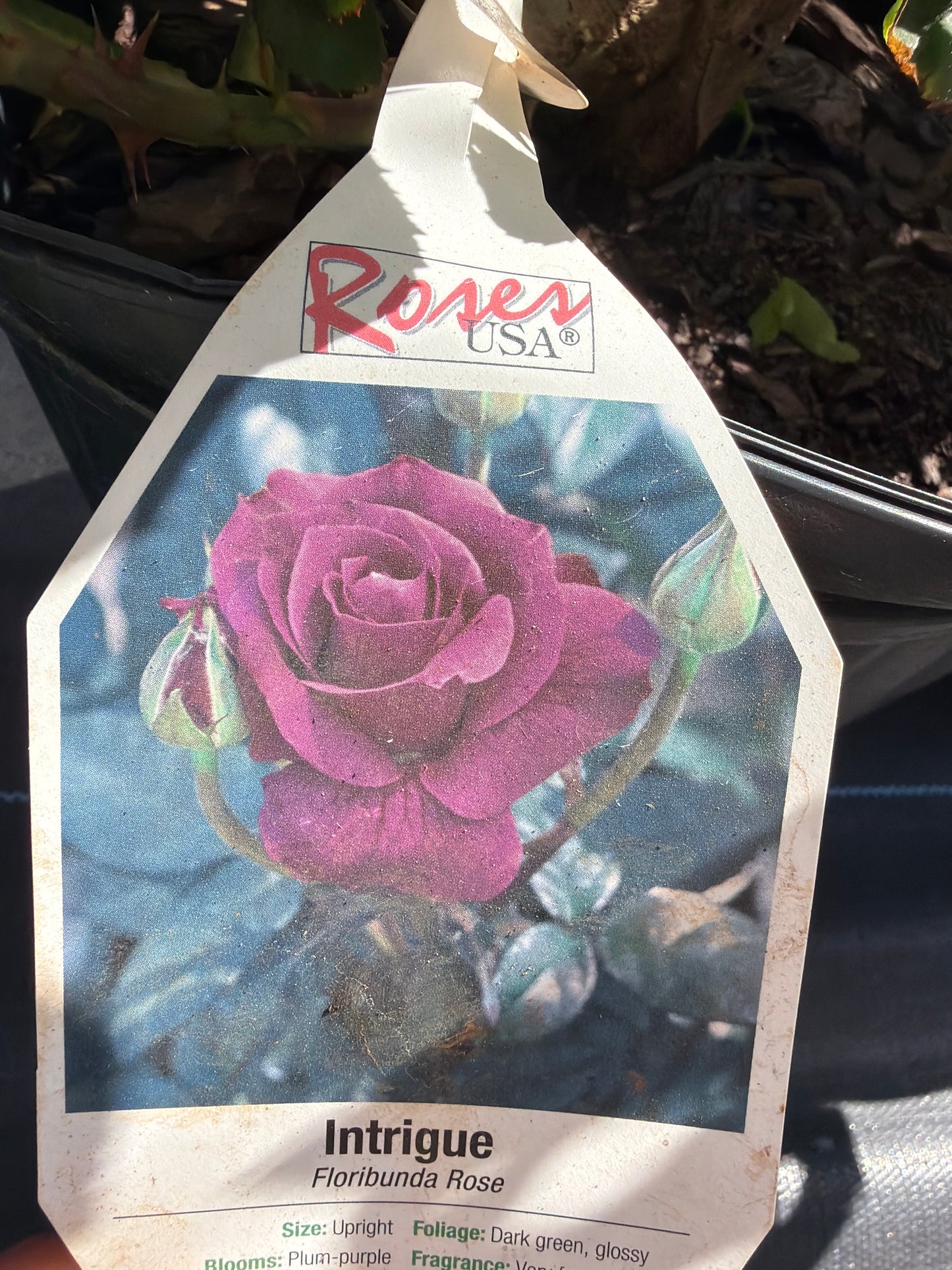 Rose- Grandiflora
