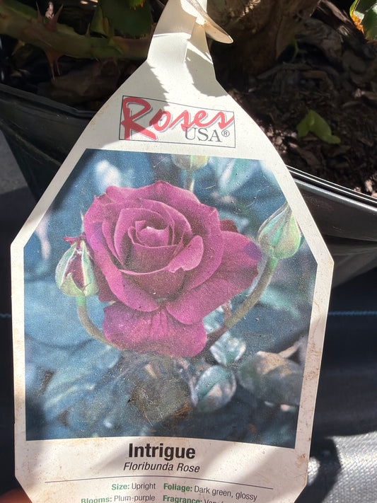 Rose- Grandiflora