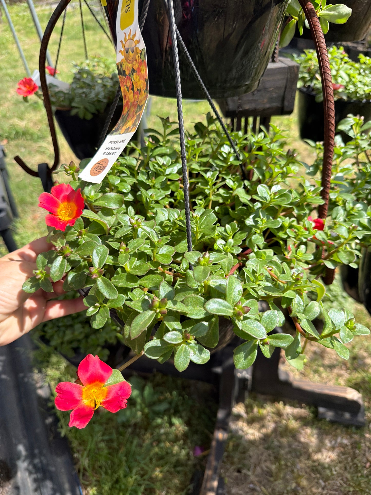 Purslane