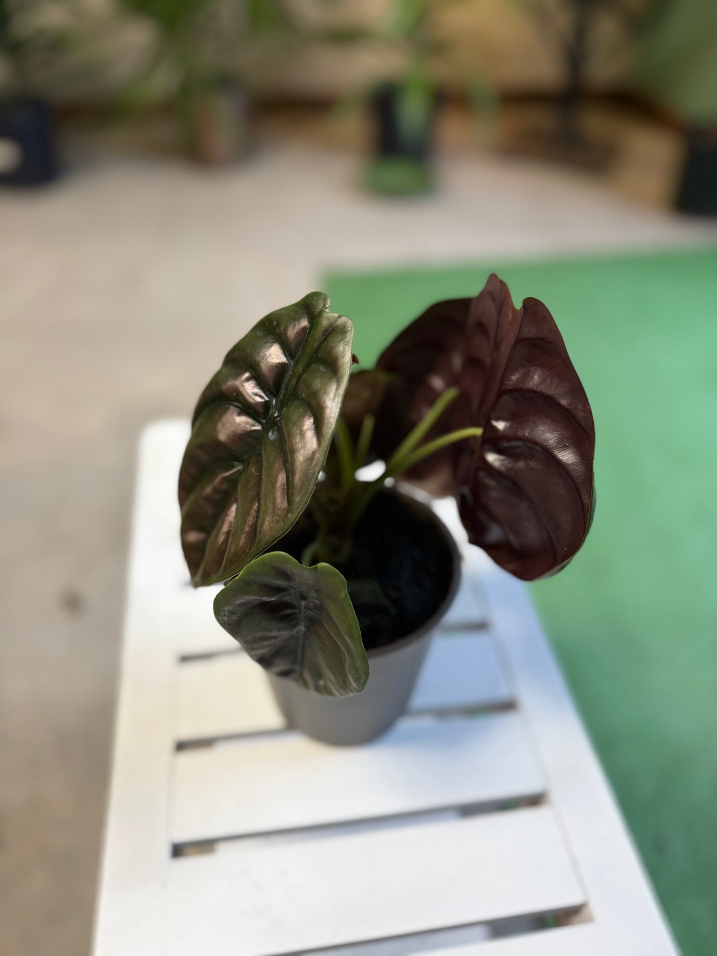 Alocasia- Red Secret