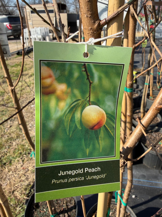 Junegold Peach Tree