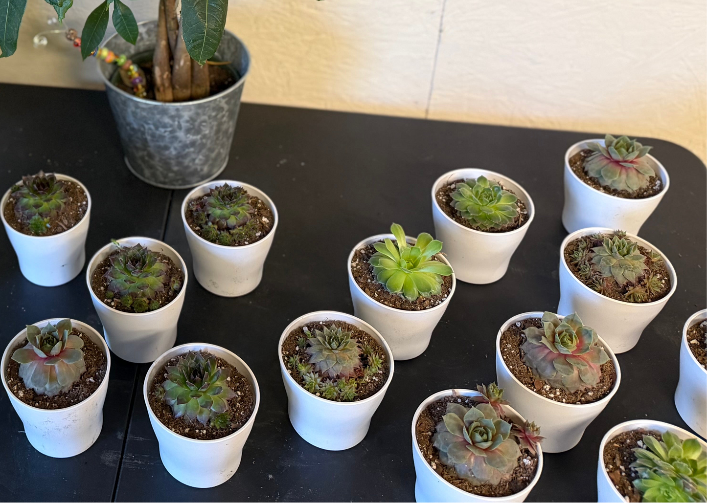 Sempervivum- Hen & Chicks