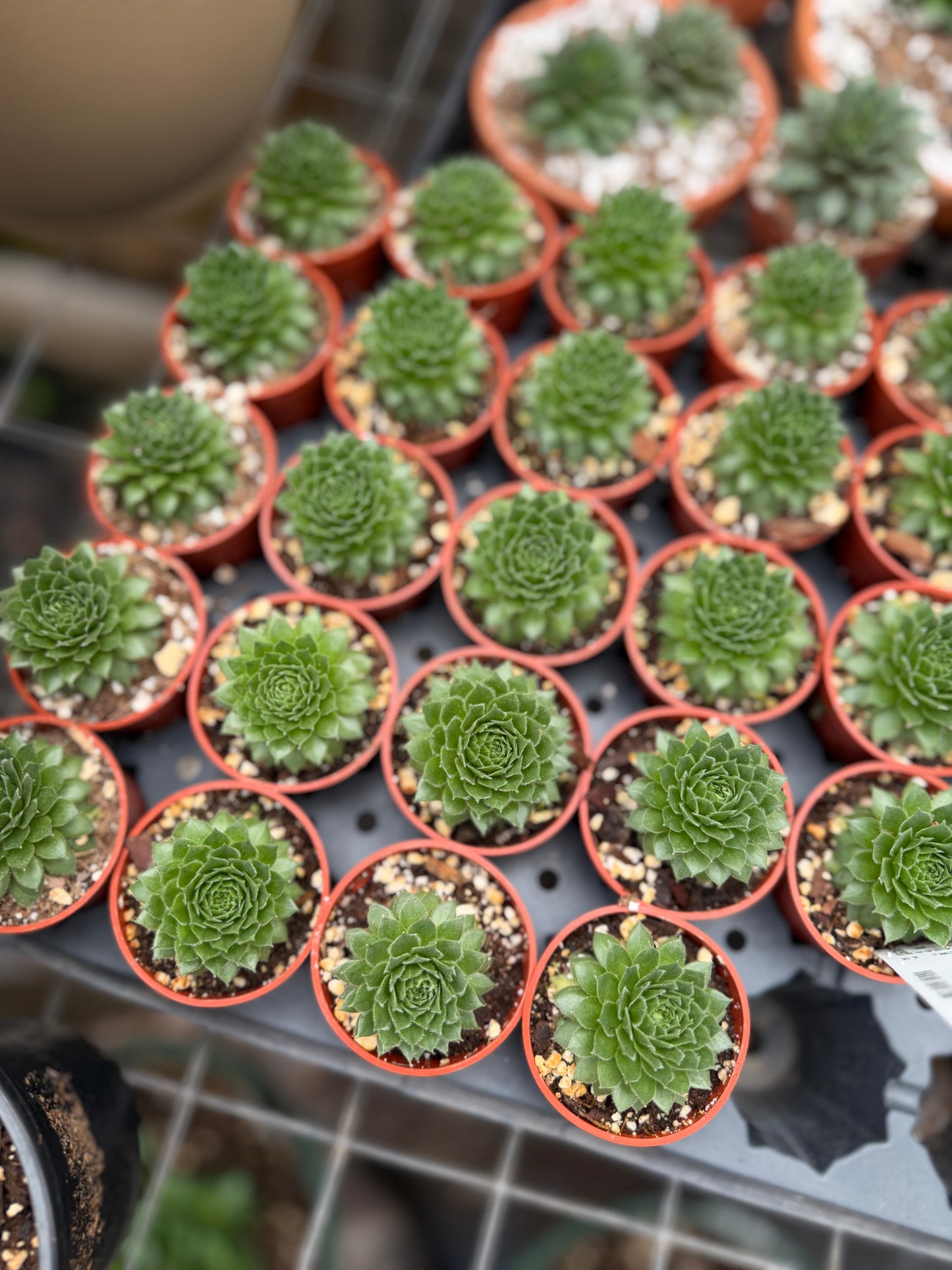 Sempervivum- Hen & Chicks